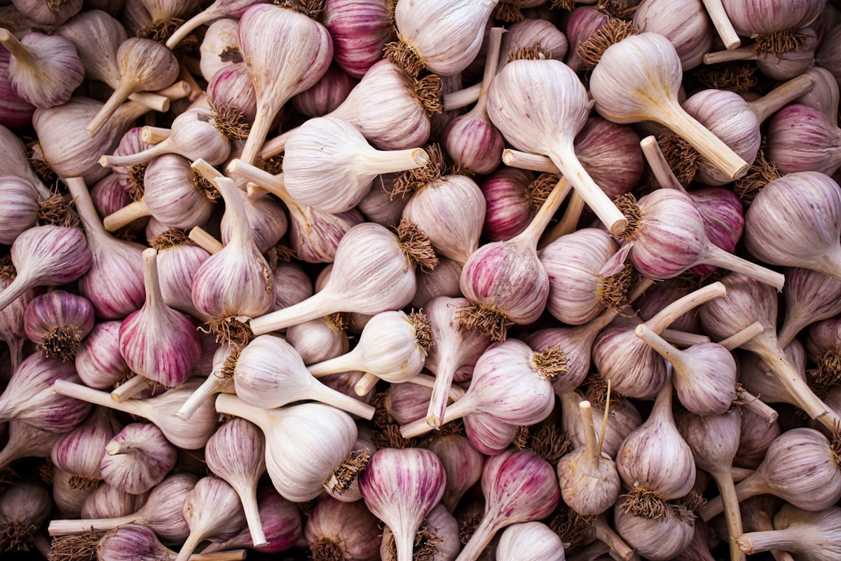 Aglio appena piantato in una fila ordinata